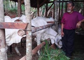 LIMA SAPI DARI PPT PROVINSI